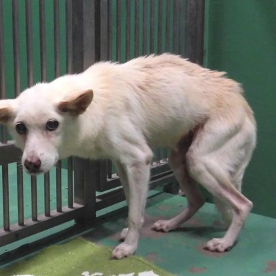 福岡県動物愛護センターNo7099