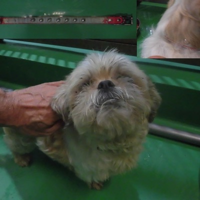 福岡県動物愛護センターNo.7101