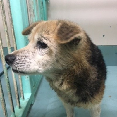 福岡県動物愛護センターNo.7110