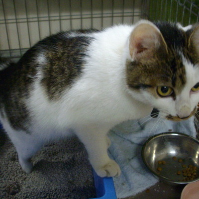 久留米動物管理センター28051