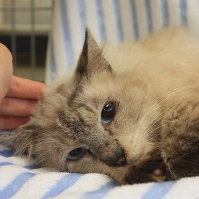 北九州市保健福祉局保健医療部動物愛護管理センターE16025