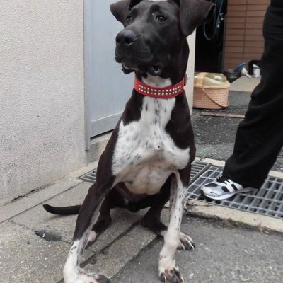 福岡県動物愛護センターNo.7113