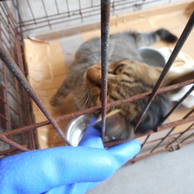 福岡県動物愛護センターNo.7117