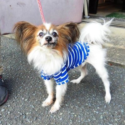 福岡県動物愛護センターNo.7122