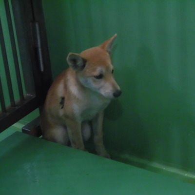 福岡県動物愛護センターNo.7128