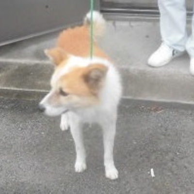福岡県動物愛護センターNo.7143