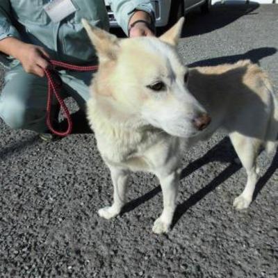 大牟田市動物管理センター（11月1日保護分）