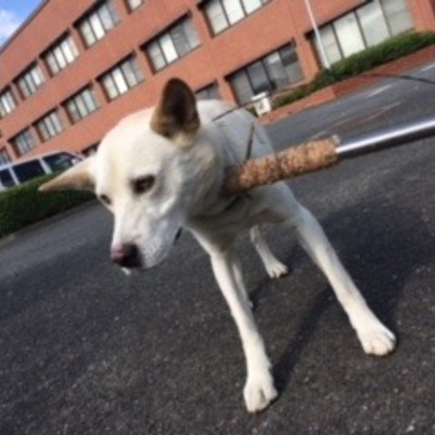 福岡県動物愛護センターNo.7150