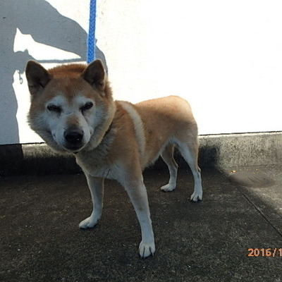 福岡県動物愛護センターNo.7154