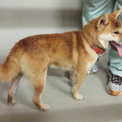 久留米市動物管理センター27010