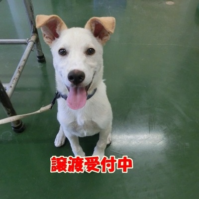 福岡県動物愛護センターNo.625