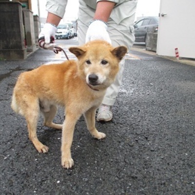 福岡県動物愛護センターNo.5921