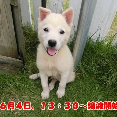 福岡県動物愛護センターNo.640