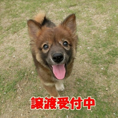 福岡県動物愛護センターNo.641