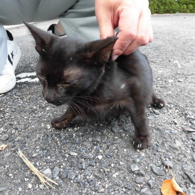 福岡県動物愛護センターNo.7217