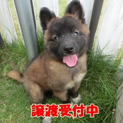 福岡県動物愛護センターNo.642