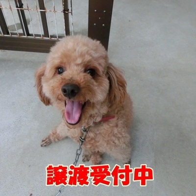 福岡県動物愛護センターNo.643