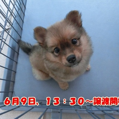 福岡県動物愛護センターNo.644