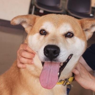 北九州市保健福祉局保健医療部動物愛護センターC16028