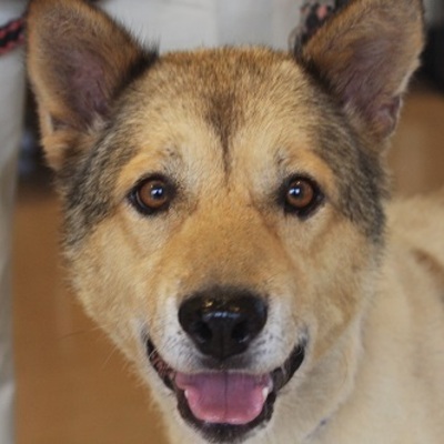 北九州市保健福祉局保健医療部動物愛護センターC16057