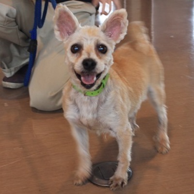 北九州市保健福祉局保健医療部動物愛護センターC16056