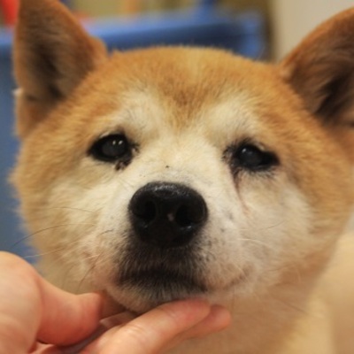 北九州市保健福祉局保健医療部動物愛護センターC16052