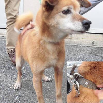 福岡県動物愛護センターNo.7231