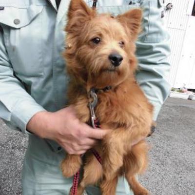 大牟田市動物管理センター（11月28日保護分）