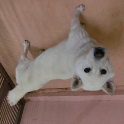 福岡県動物愛護センターNo.7236