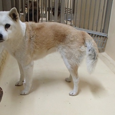 福岡県動物愛護センターNo.7237