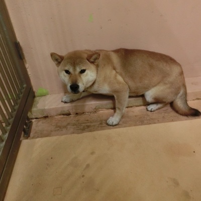 福岡県動物愛護センターNo.7239