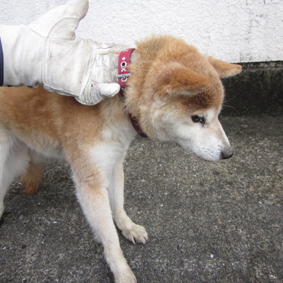 福岡県動物愛護センターNo.7246
