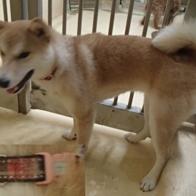 福岡県動物愛護センターNo.7252