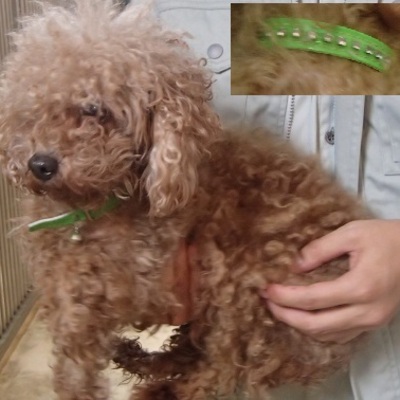 福岡県動物愛護センターNo7253