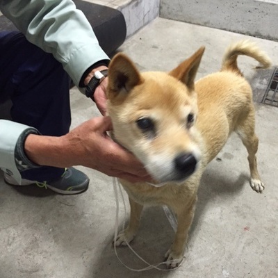 福岡県動物愛護センターNo.7259