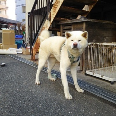 福岡県動物愛護センターNo.7261