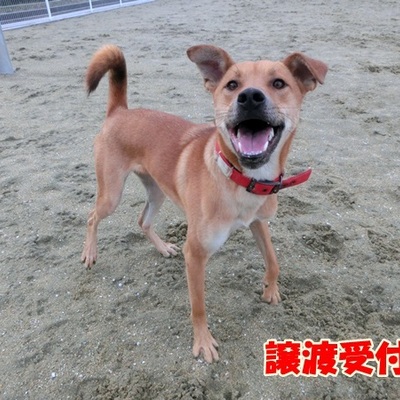 福岡県動物愛護センターNo.492