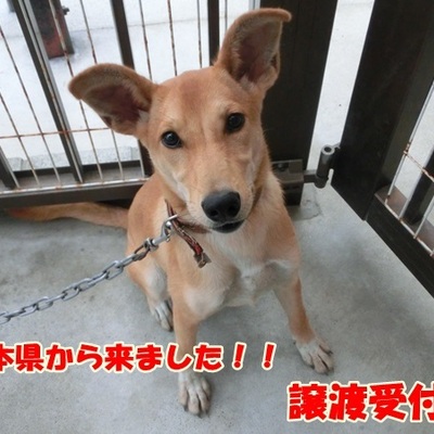 福岡県動物愛護センターNo.802