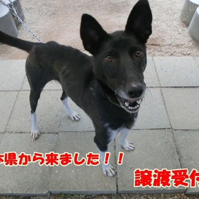 福岡県動物愛護センターNo811