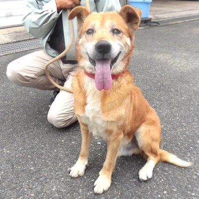 福岡県動物愛護センターNo.7264