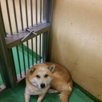 福岡県動物愛護センターNo.7266