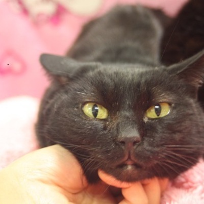 北九州市保健福祉局保健医療部動物愛護センターE16032
