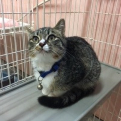 福岡県動物愛護センターNo.7278	