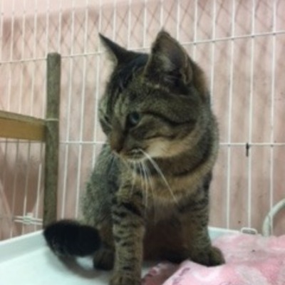 福岡県動物愛護センターNo.7279