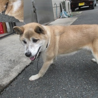 福岡県動物愛護センターNo.7281