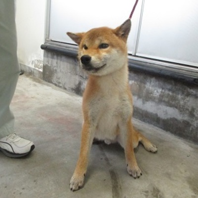 福岡県動物愛護センターNo.7284