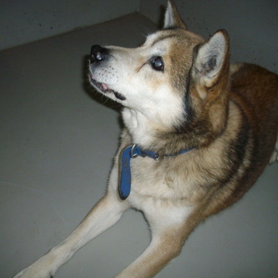 久留米市動物管理センター28069