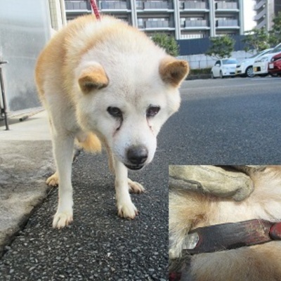 福岡県動物愛護センターNo.7294
