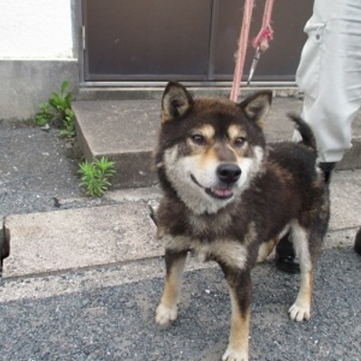 福岡県動物愛護センターNo.5934