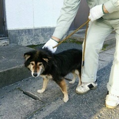 福岡県動物愛護センターNo.7318